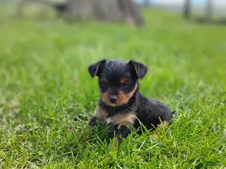 Yorkshire Terrier dogs for sale: Cindy - Ad 1