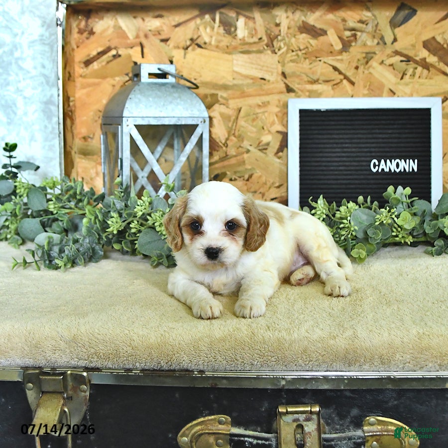 Cavapoo dogs Canonn - Ad 1