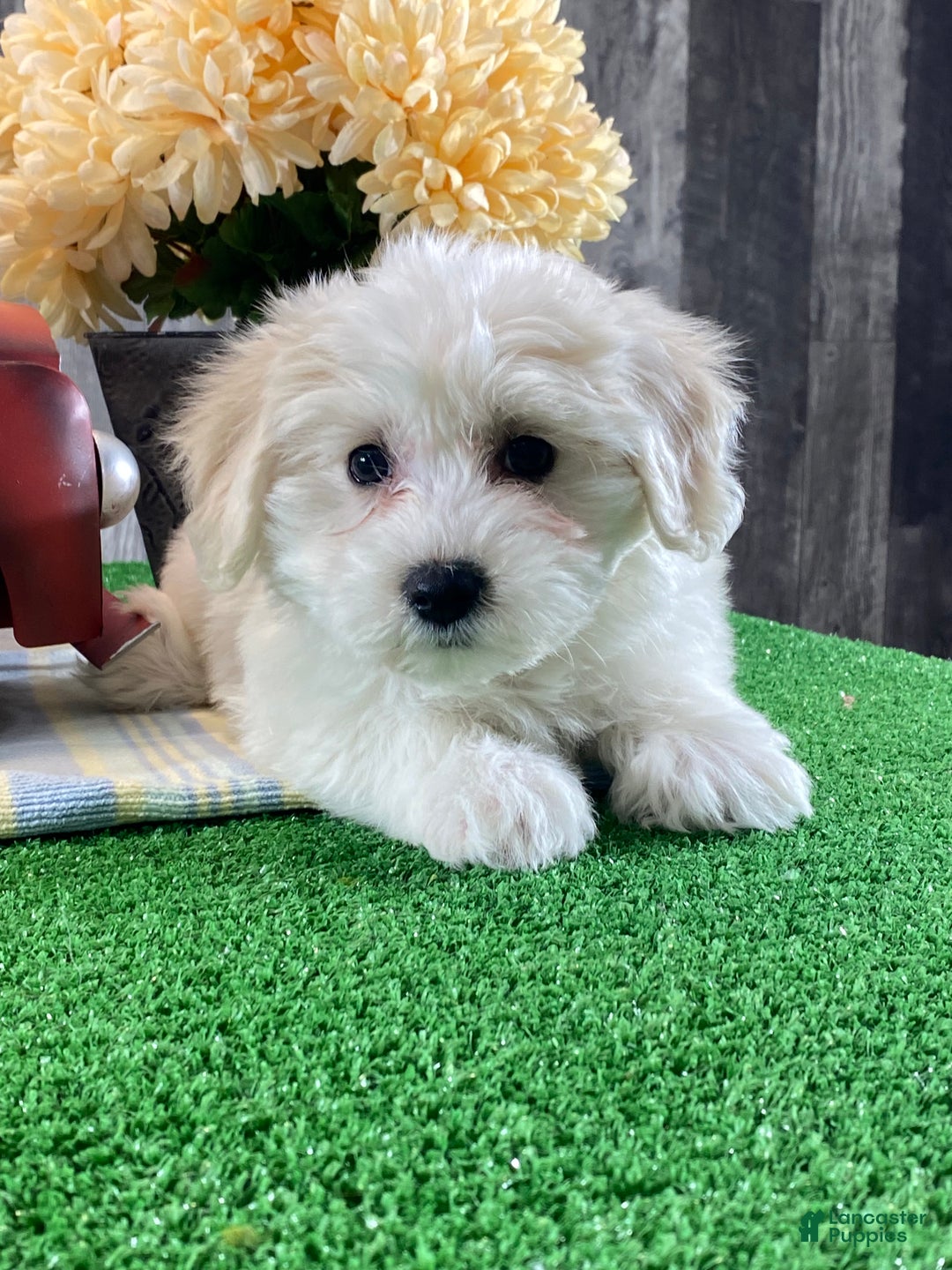 Mixed Breed dogs for sale: Alice - Ad 7
