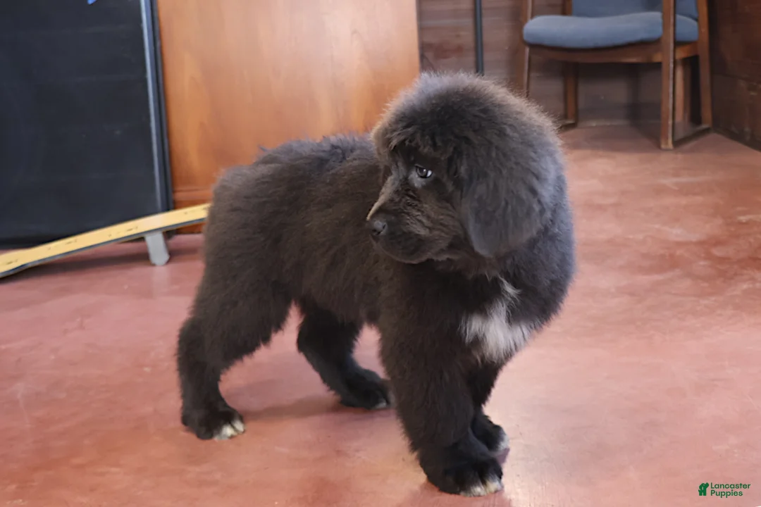 Newfoundland dogs for sale: Yoni - Ad 1