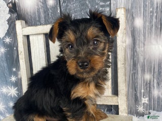 Yorkshire Terrier dogs Mason - Ad 9