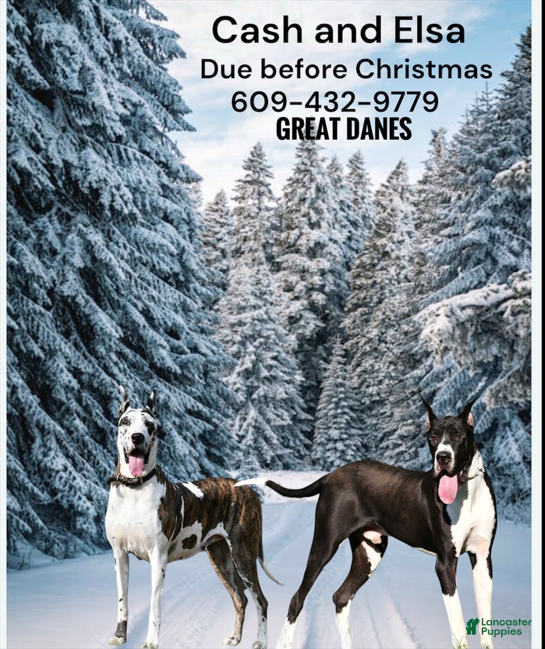 Great Dane dogs for sale: Upcoming litter - Ad 1