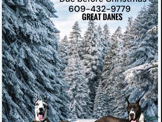 Great Dane dogs Upcoming litter - Ad 24