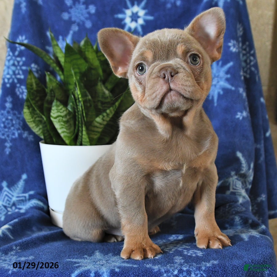 French Bulldog dogs Ivy - Ad 12