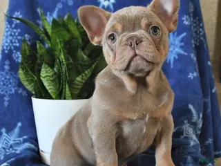 French Bulldog dogs Ivy - Ad 12