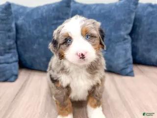 Mini Bernedoodle dogs Gunner - Ad 1