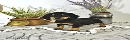 Miniature Dachshund dogs for sale: Darcy - Ad 3