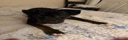 Mixed Breed dogs for sale: Mixed Breed 1 - Ad 4