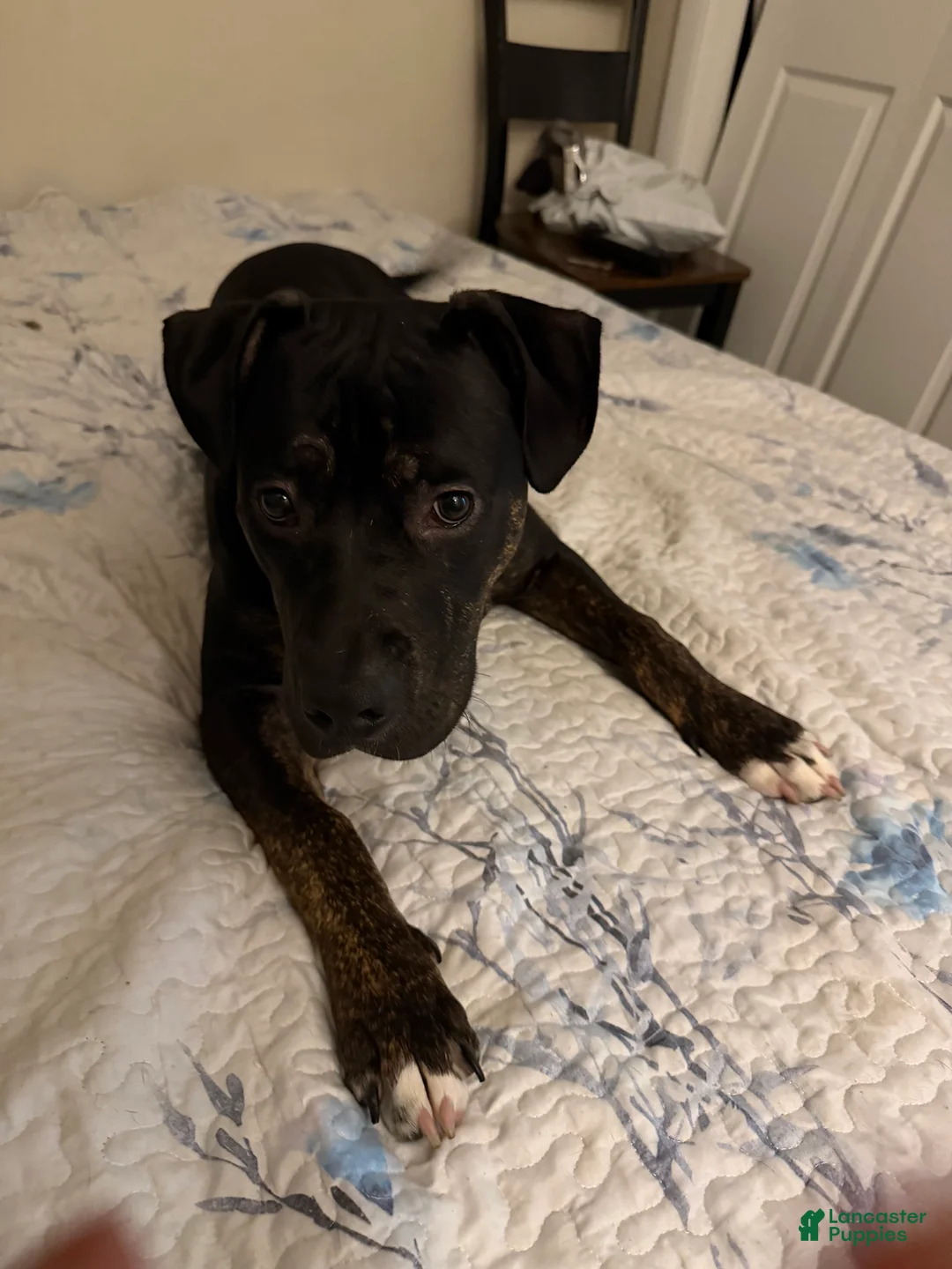 Mixed Breed dogs for sale: Mixed Breed 1 - Ad 4