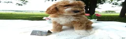 Mini Goldendoodle dogs for sale: Mini Goldendoodle 2 Nelly - Ad 4