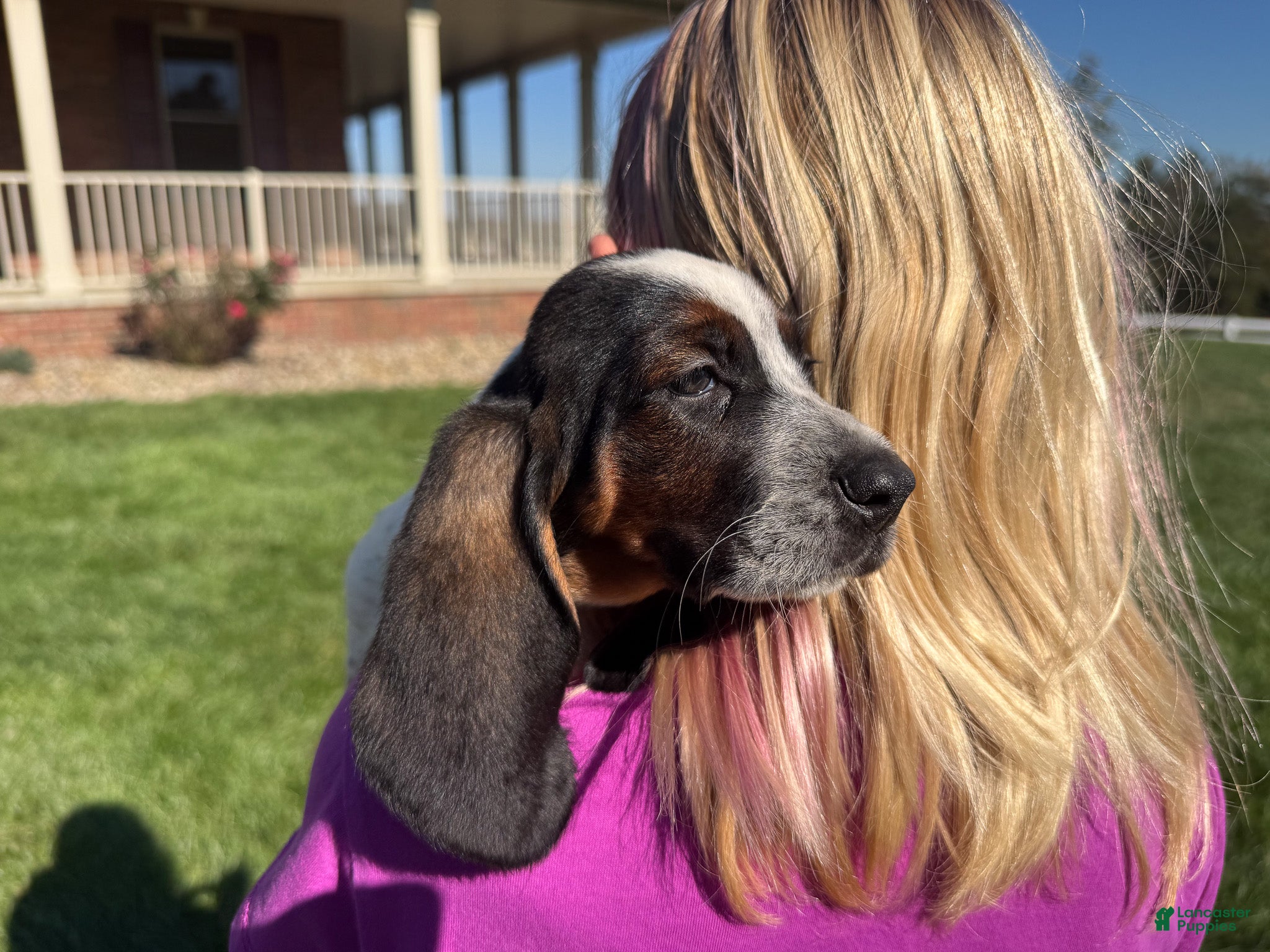 Basset Hound dogs for sale: Clara - Ad 1