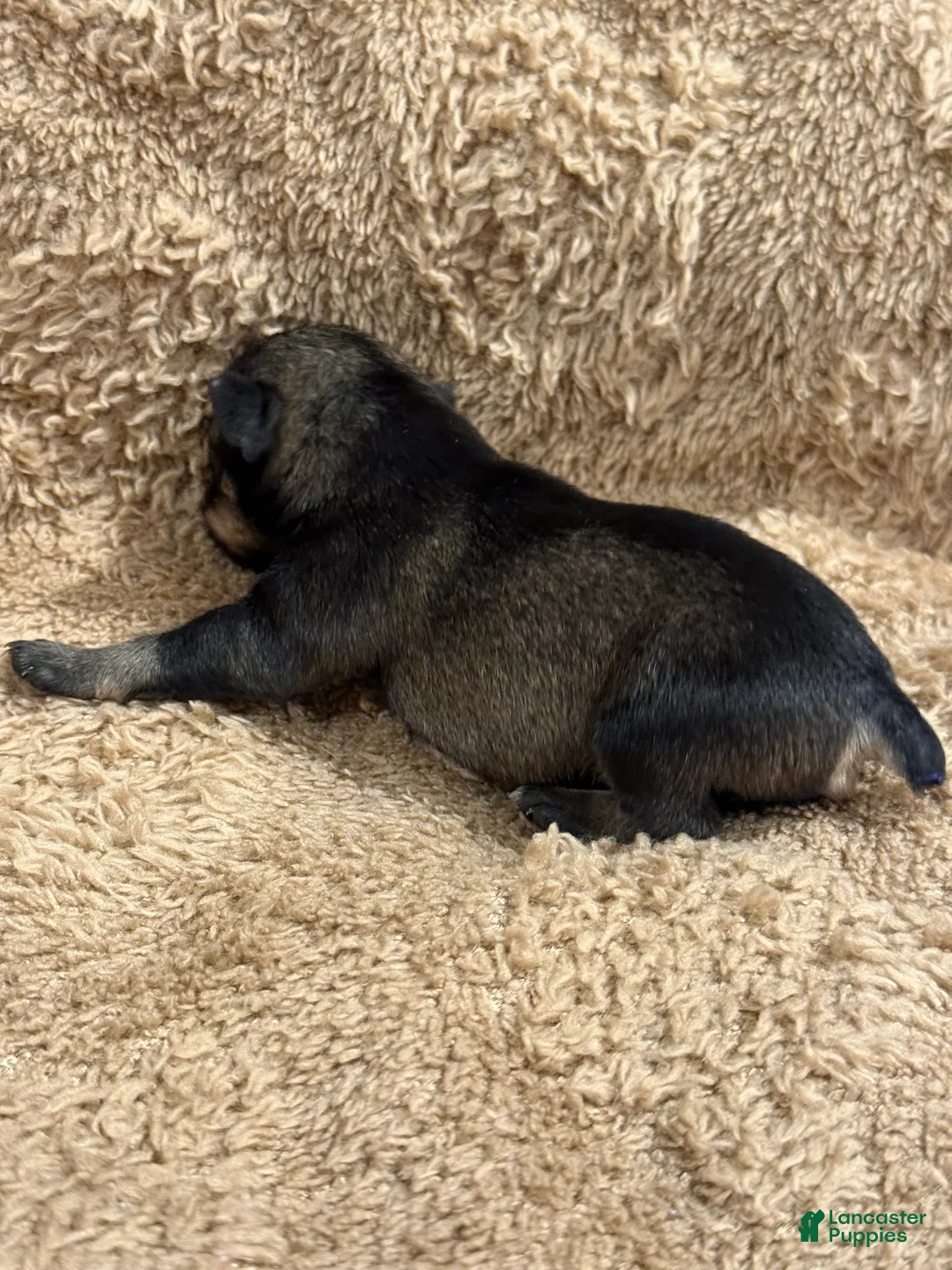 Miniature Schnauzer dogs for sale: Daisy  - Ad 2