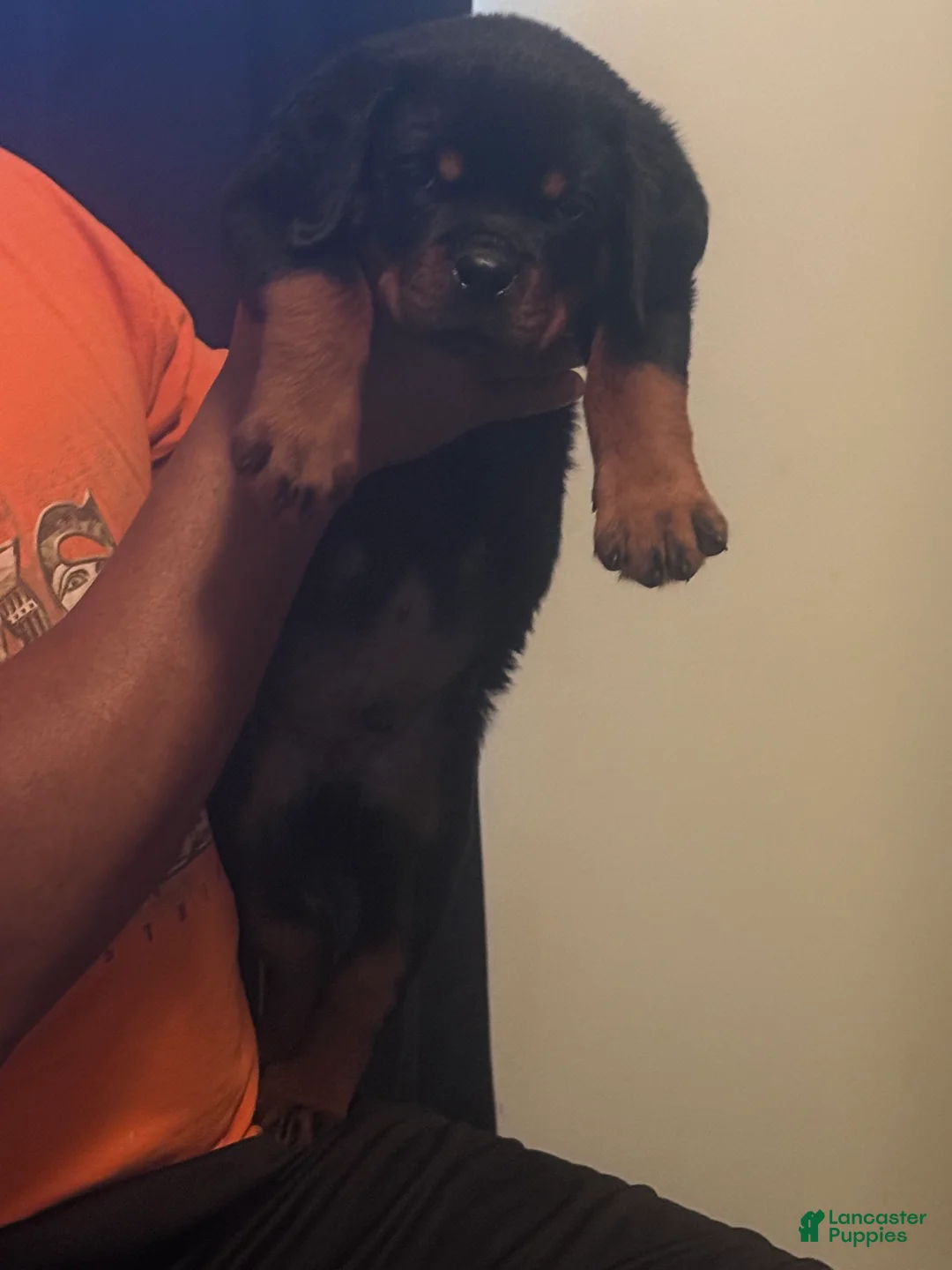 Rottweiler dogs for sale: Big Sob  - Ad 2
