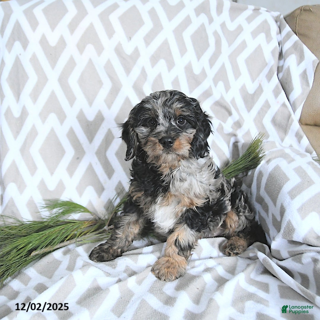 Cavapoo dogs for sale: Tinsel - Ad 1