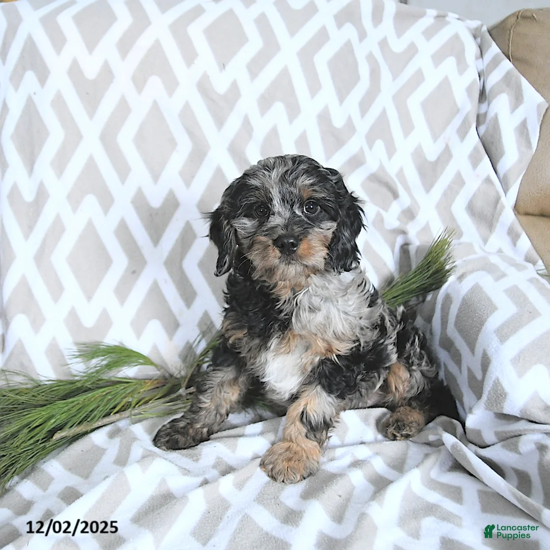 Cavapoo dogs for sale: Tinsel - Ad 1
