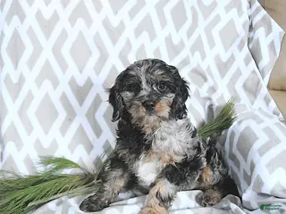 Cavapoo dogs Tinsel - Ad 25