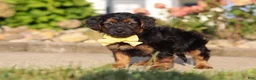Yorkiepoo dogs for sale: Patter - Ad 5