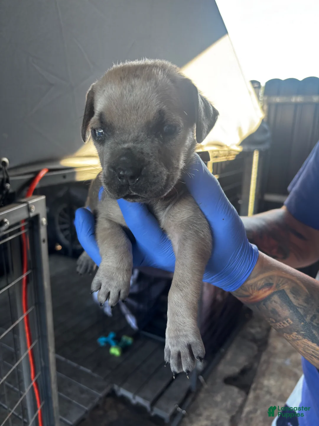 Cane Corso dogs for sale: Cane Corso Puppy 5 - Ad 14