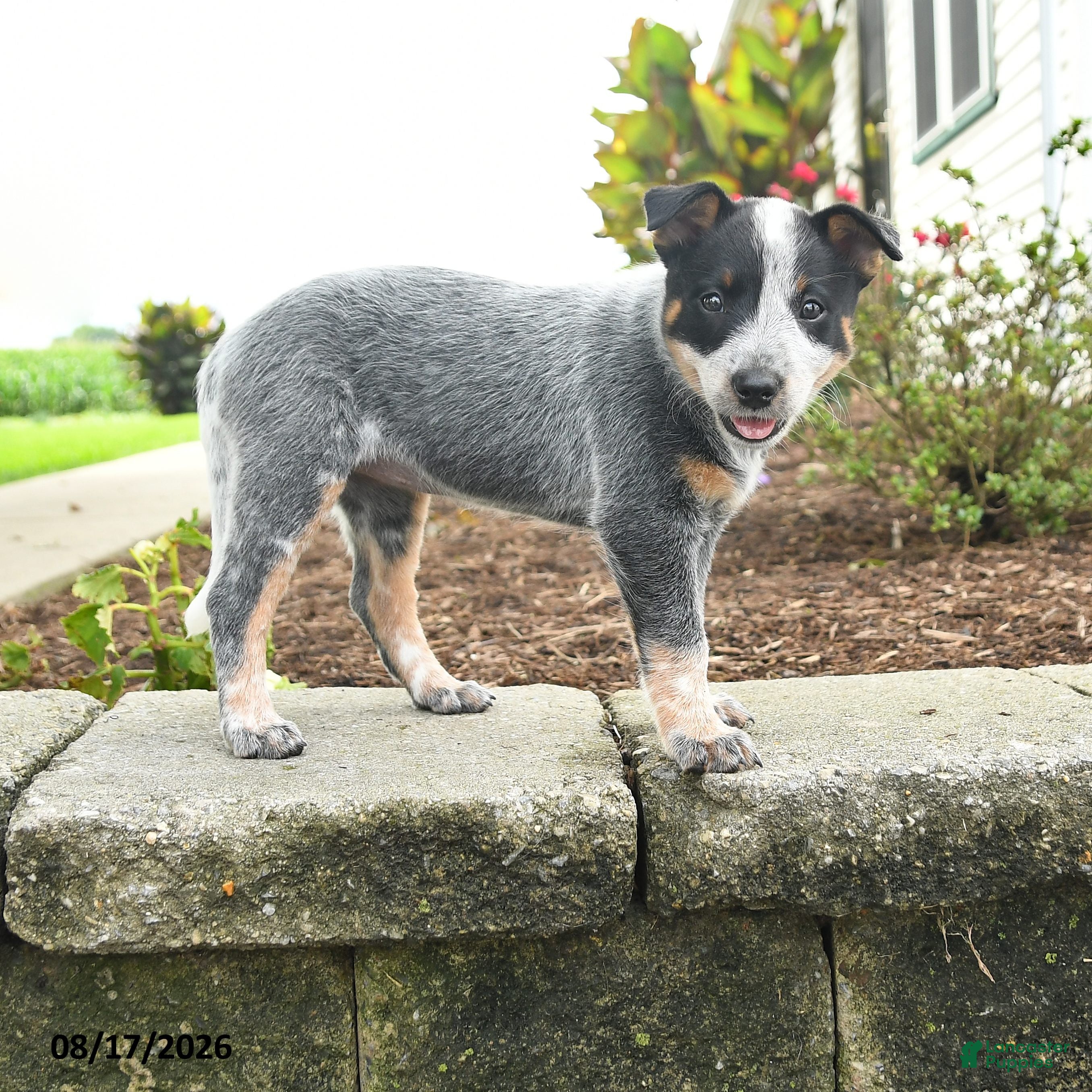 Australian Cattle Dog dogs Fable - Ad 1