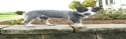 Australian Cattle Dog dogs for sale: Fable - Ad 1