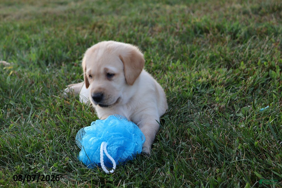 Goldador dogs Dodge - Ad 2