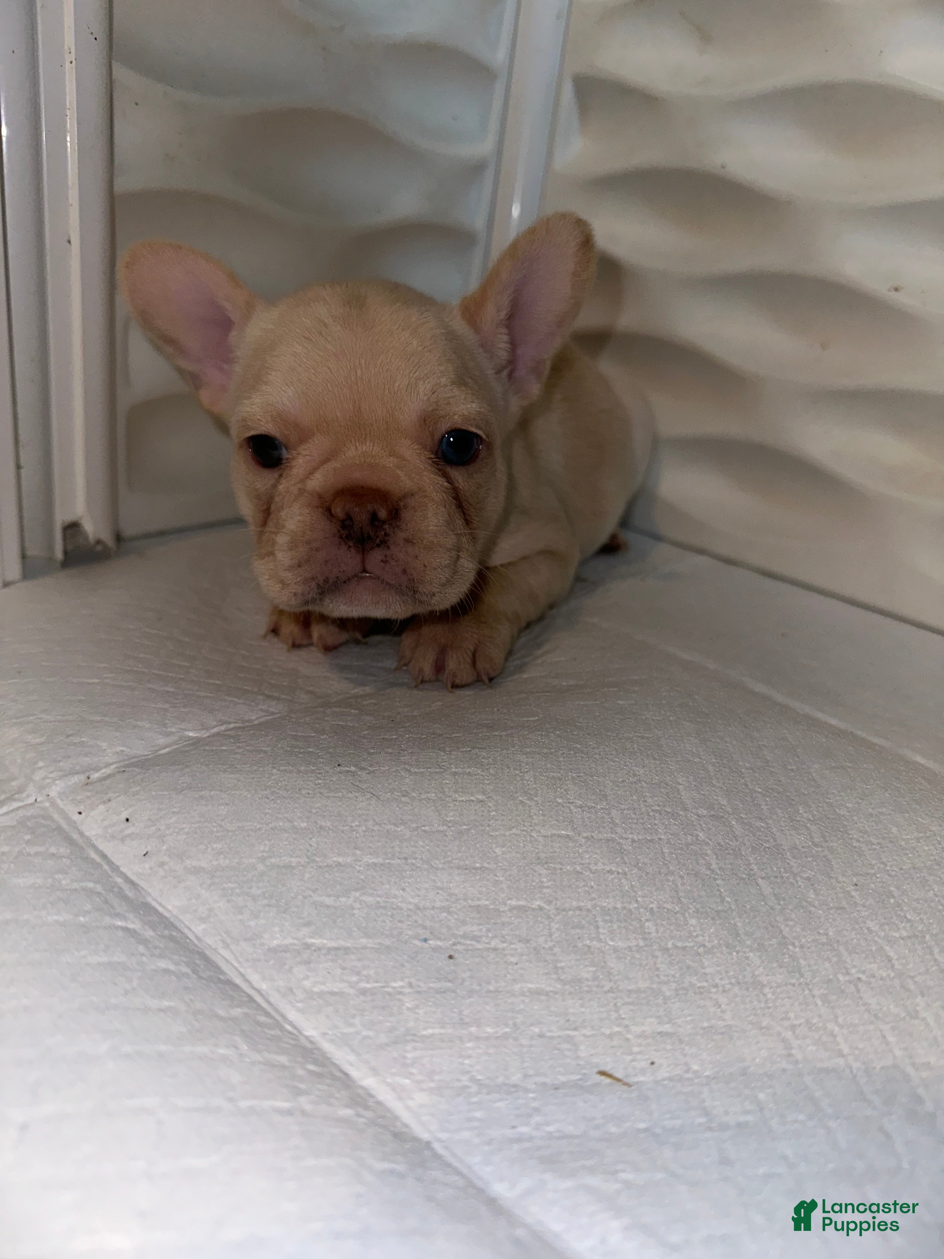 French Bulldog dogs Snow - Ad 1