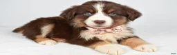 Miniature Australian Shepherd dogs for sale: Fiona - Ad 8