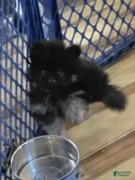 Pomeranian dogs for sale: Akc Bear  - Ad 1