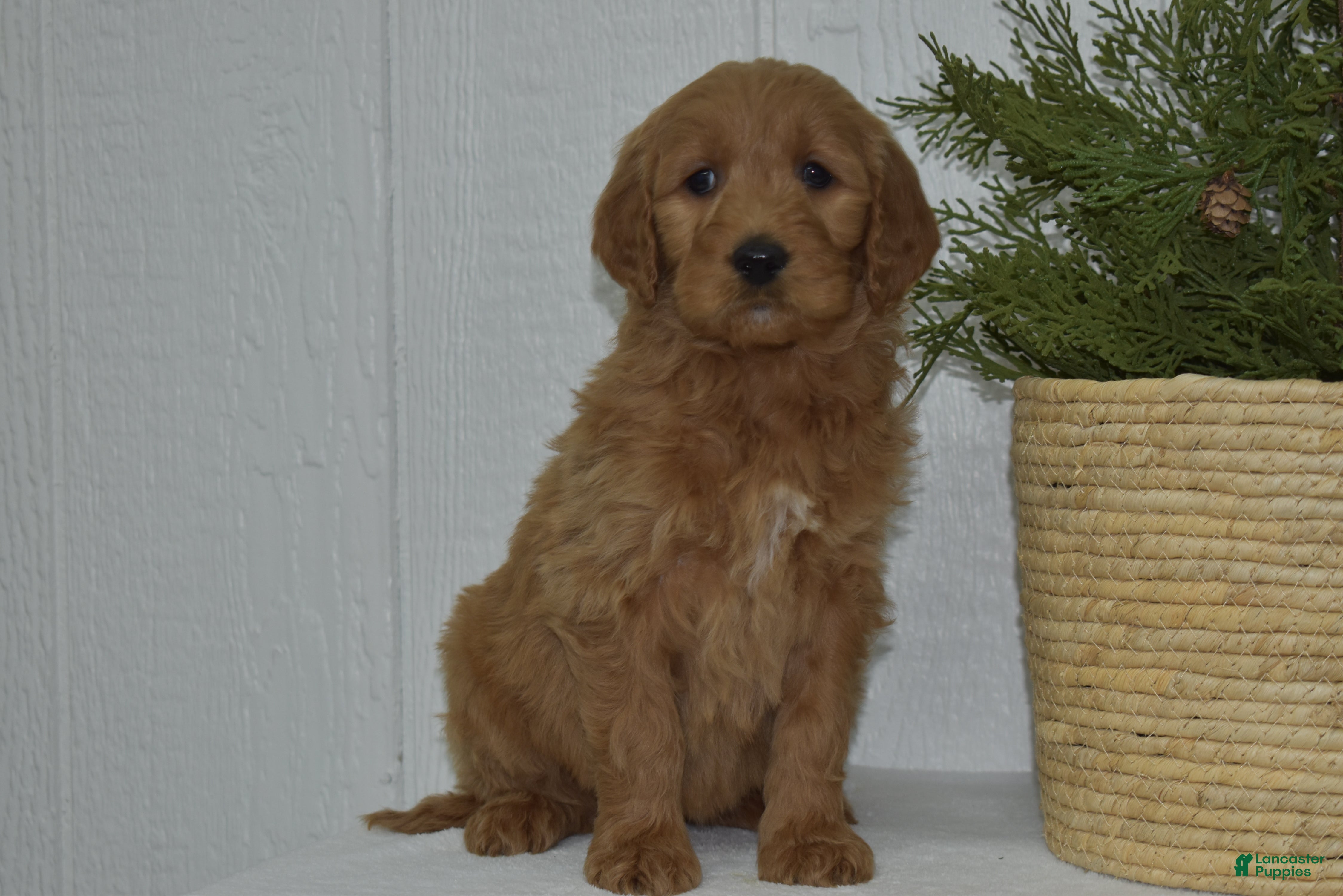 Goldendoodle dogs Sophie  - Ad 28