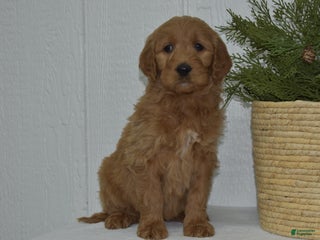 Goldendoodle dogs Sophie - Ad 18