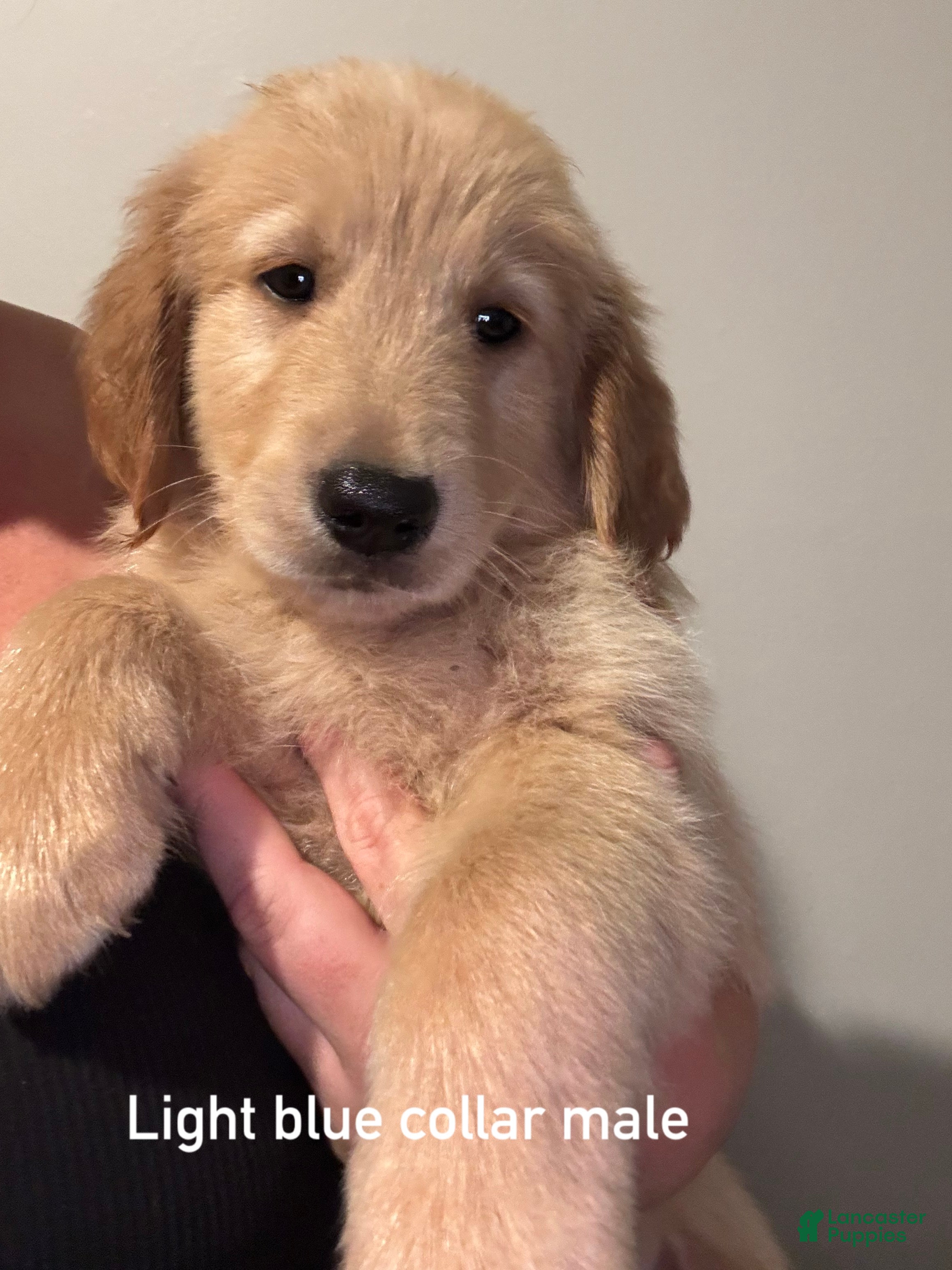 Golden Retriever (Golden Retriever, Male) in Spring Lake, NC