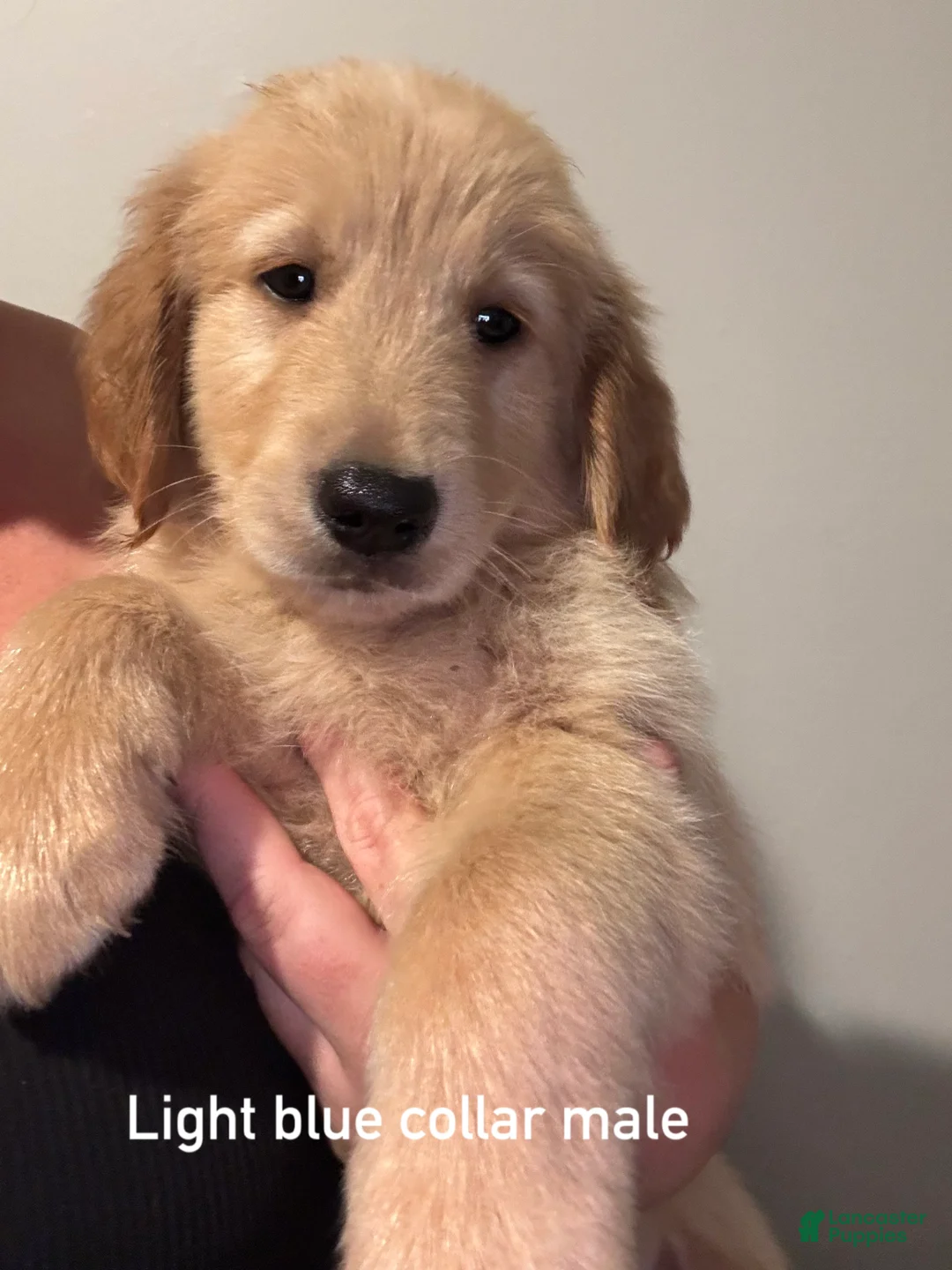 Golden Retriever dogs for sale: Light blue collar Golden Retriever 5 - Ad 1