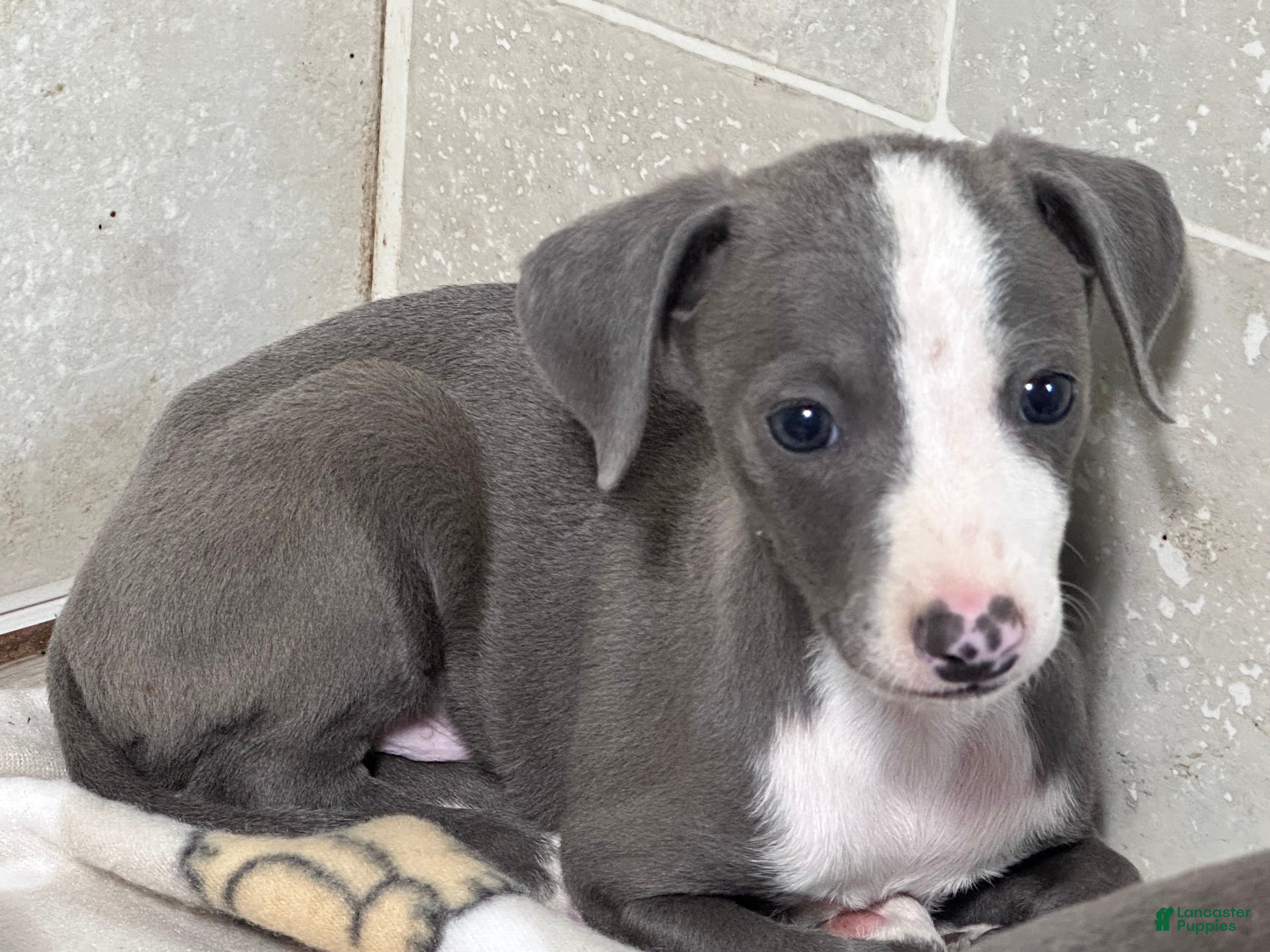 Italian Greyhound dogs Woody - Ad 2