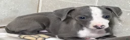 Italian Greyhound dogs for sale: Woody - Ad 2