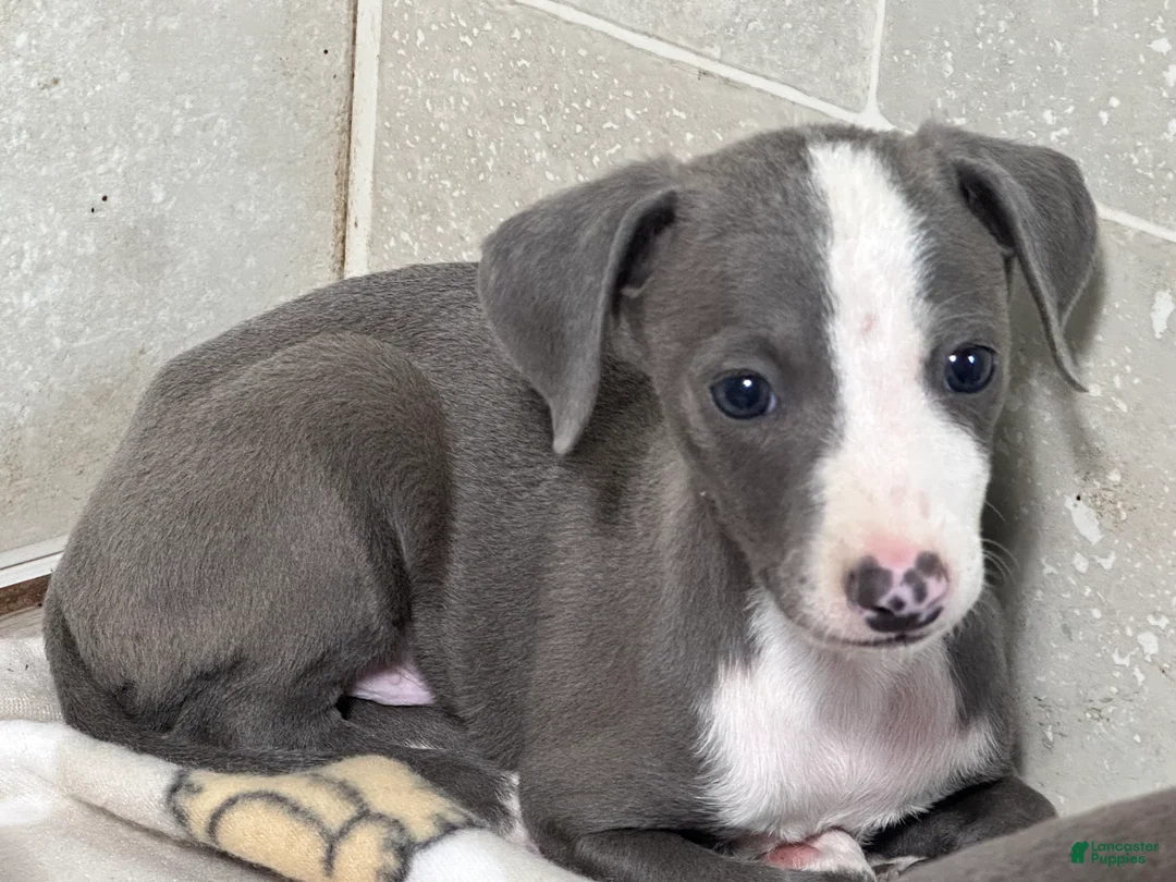 Italian Greyhound dogs for sale: Woody - Ad 2