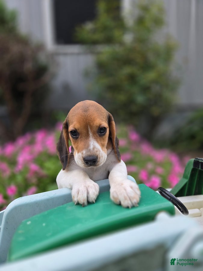 Beagle dogs Delilah - Ad 1