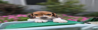 Delilah