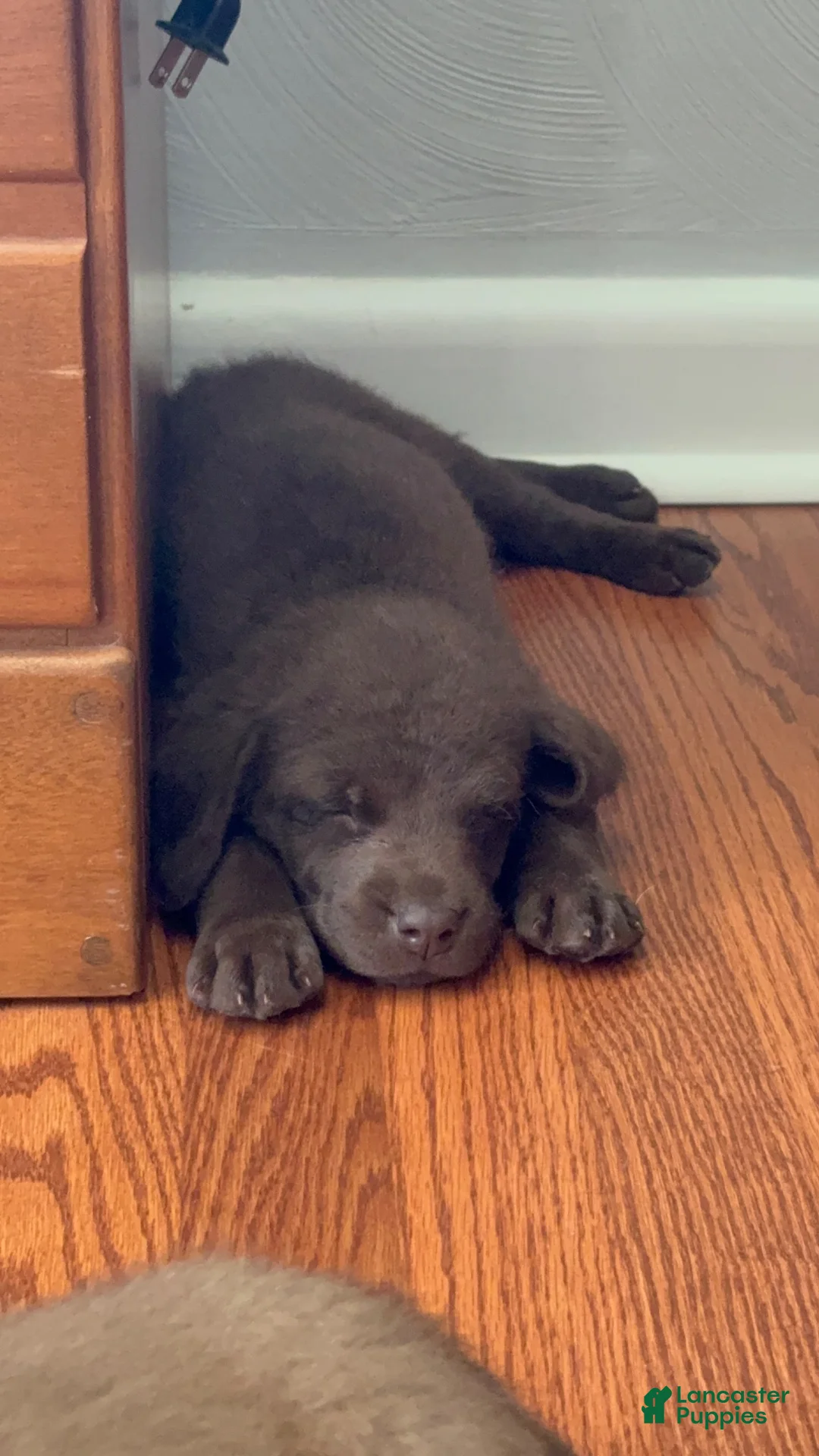 Chesapeake Bay Retriever dogs for sale: Chesapeake Bay Retriever 5 - Ad 15