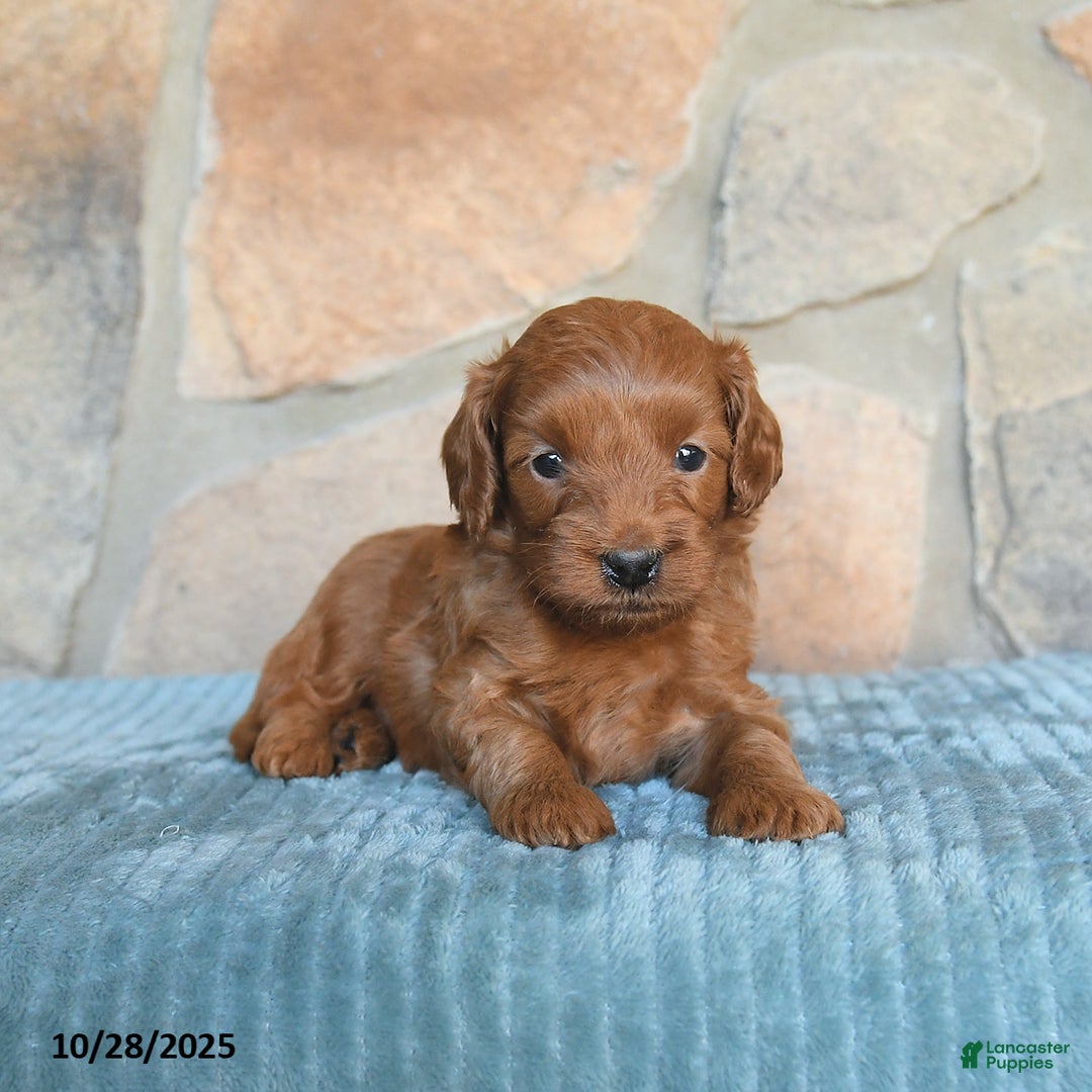 Mini Goldendoodle dogs for sale: Sirius - Ad 10