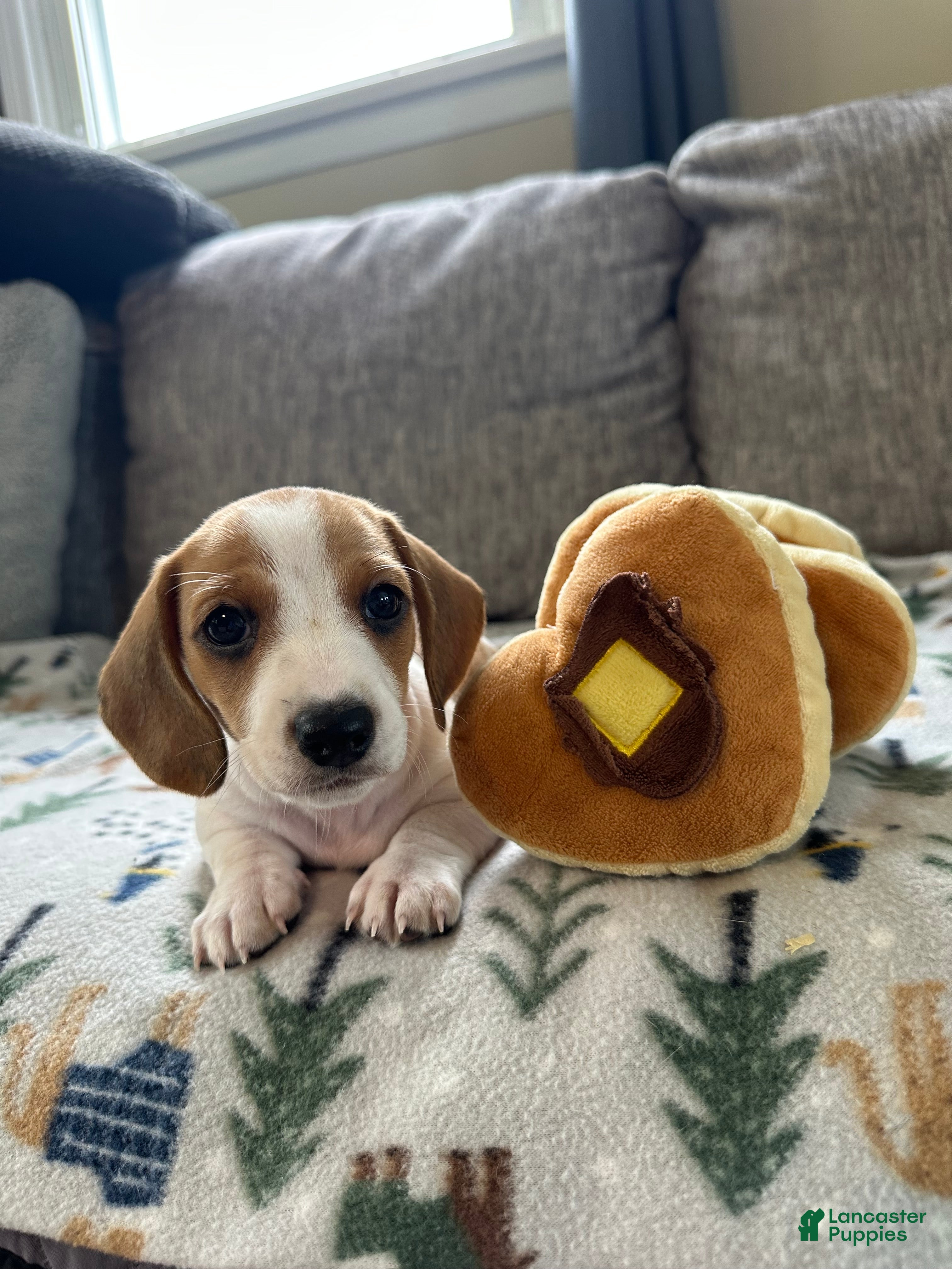 Miniature Dachshund dogs Biscuit 🥖 - Ad 1
