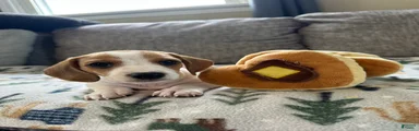 Biscuit 🥖