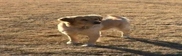 Golden Retriever dogs for sale: Golden Retriever 2 - Ad 4