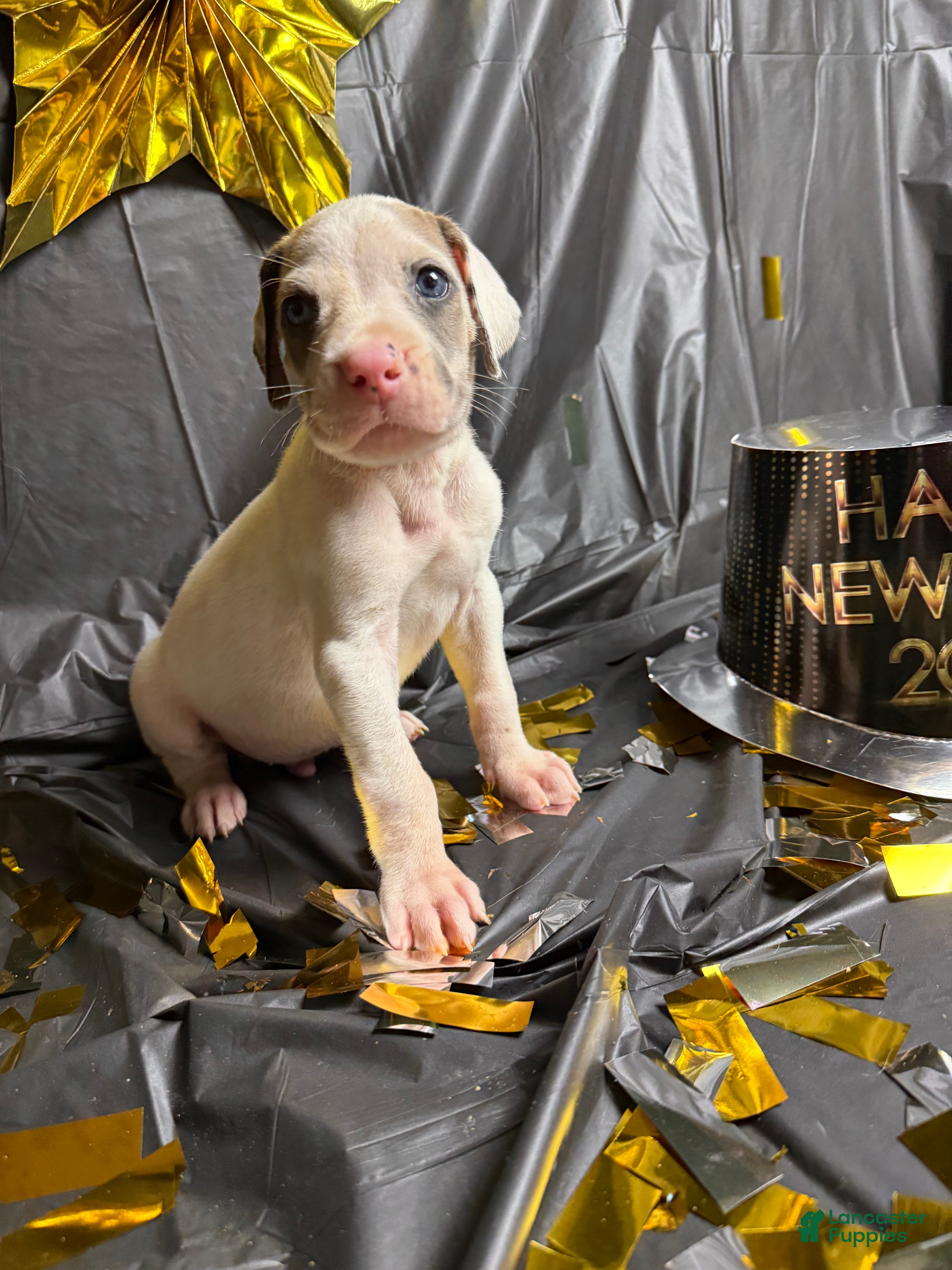 Great Dane dogs Draco Malfoy - Ad 38