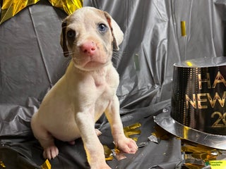 Great Dane dogs Draco Malfoy - Ad 38