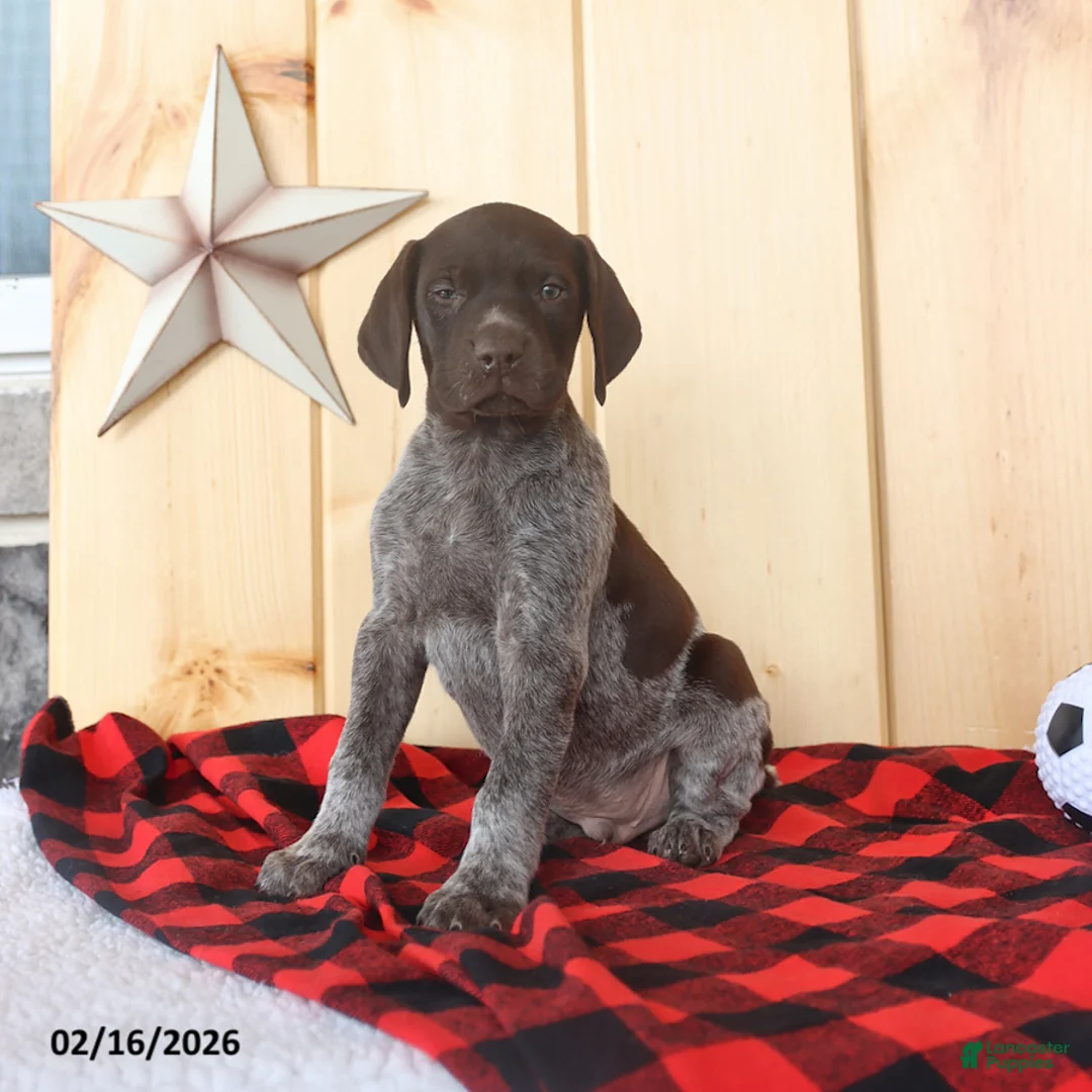 German Shorthaired Pointer dogs for sale: Duke - Ad 3