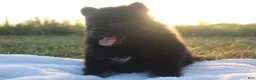Pomeranian dogs for sale: Prince - Ad 2