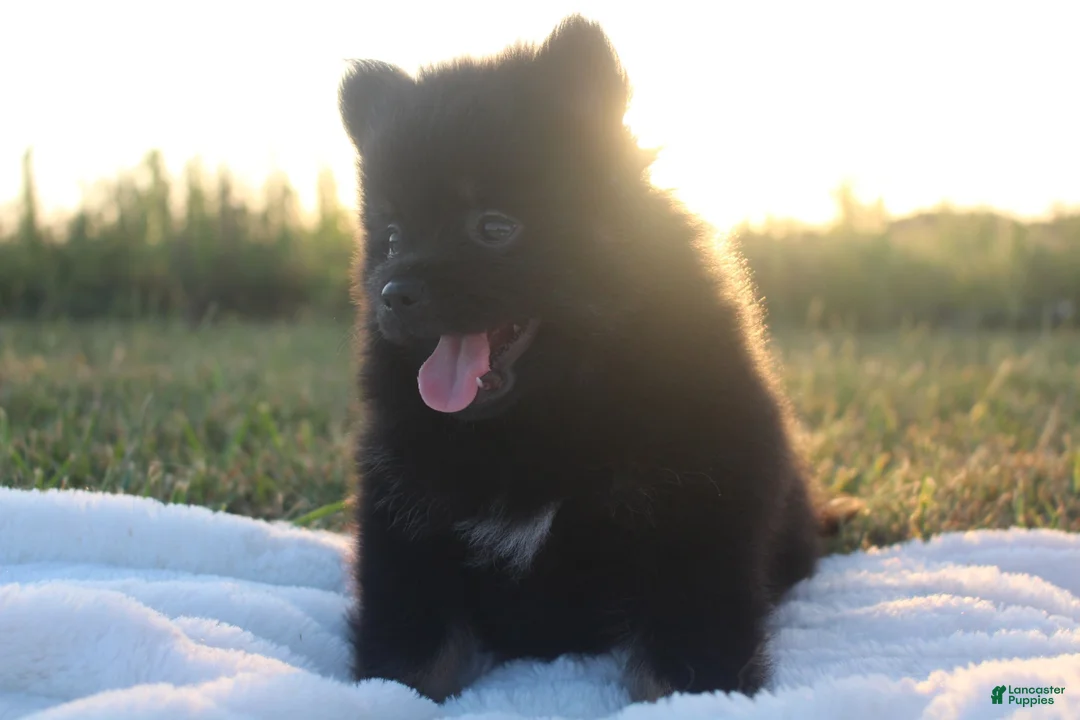 Pomeranian dogs for sale: Prince - Ad 2