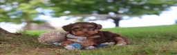 Yorkiepoo dogs for sale: Nougat - Ad 6