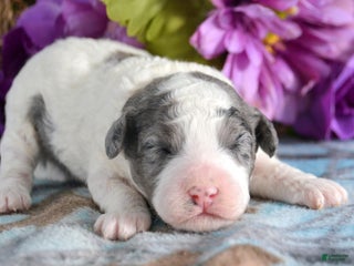 Mini Bernedoodle dogs Micro Bernedoodle Puppy 6 Bella - Ad 20