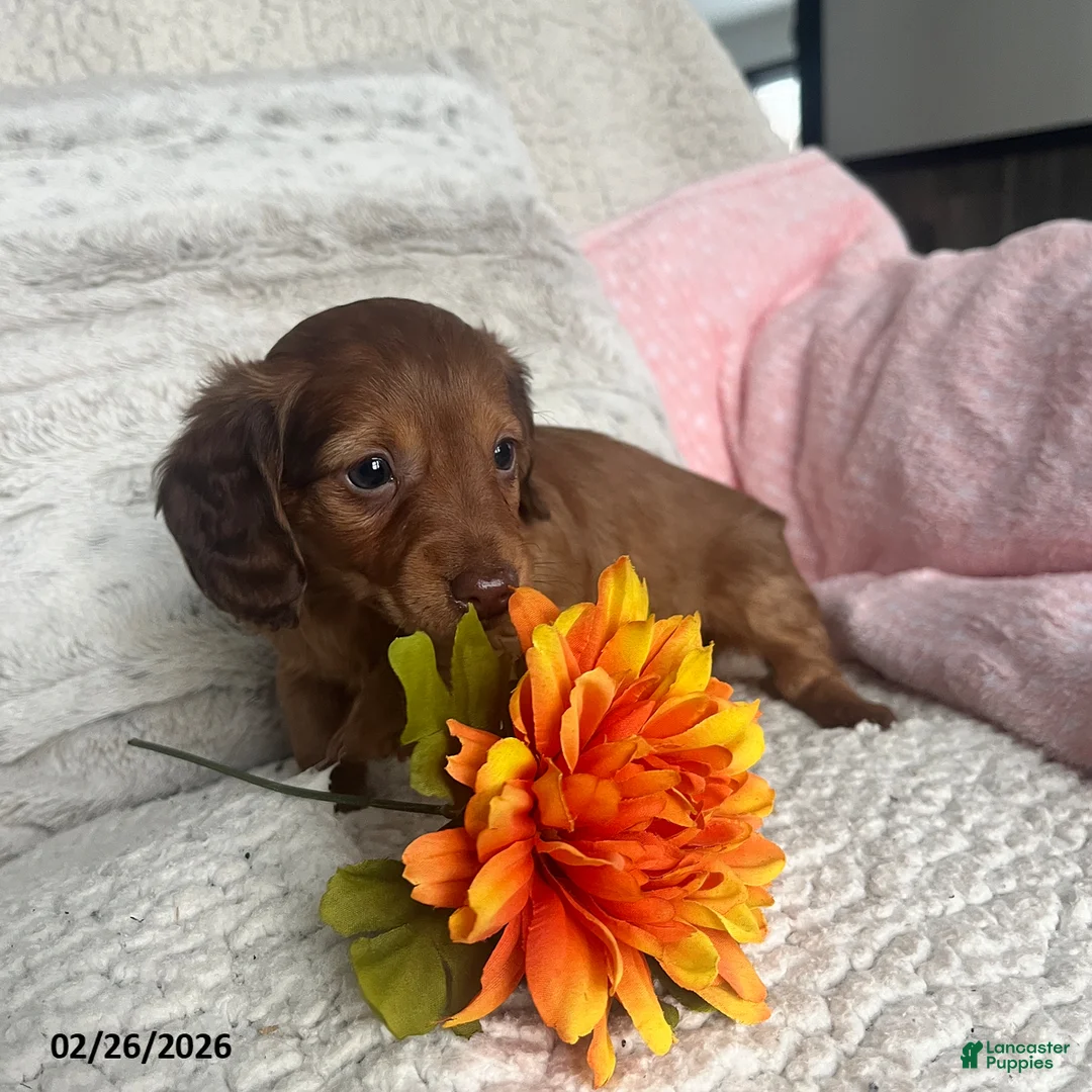 Miniature Dachshund dogs for sale: Kathy - Ad 5